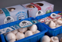 رشد قیمت محصولات پتروشیمی؛ هزینه بسته‌بندی قارچ را ۳ برابر کرد